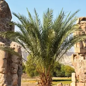 Explore Immortal Egypt - 9 Days for 9 days with Holiday In Egypt and discover unforgettable experiences - Photo 5