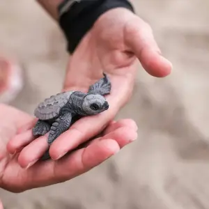 Explore 5 Day Sri Lanka Itinerary for 5 days with Holiday Lanka Tours and discover unforgettable experiences - Photo 2