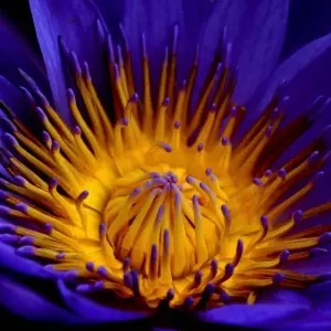 Explore Sri Lanka 3 Day Trip for 3 days with Holiday Lanka Tours and discover unforgettable experiences - Photo 3