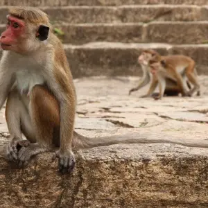 Explore 4 Day Sri Lanka Itinerary for 4 days with Holiday Lanka Tours and discover unforgettable experiences - Photo 3