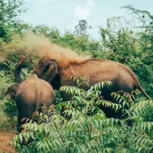 Explore 6 Day Sri Lanka Itinerary for 6 days with Holiday Lanka Tours and discover unforgettable experiences - Photo 3