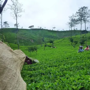 Explore 4 Day Sri Lanka Itinerary for 4 days with Holiday Lanka Tours and discover unforgettable experiences - Photo 4