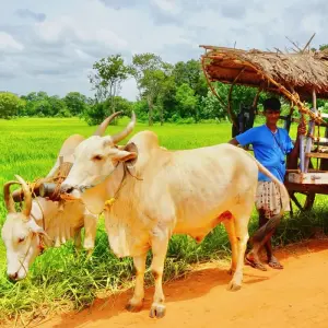 Explore Sri Lanka Itinerary 8 Days for 8 days with Holiday Lanka Tours and discover unforgettable experiences - Photo 3