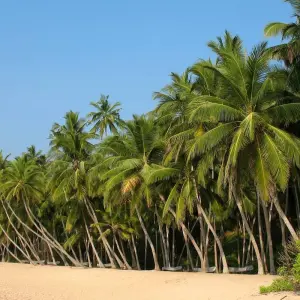 Explore Sri Lanka Itinerary 10 Days for 10 days with Holiday Lanka Tours and discover unforgettable experiences - Photo 3