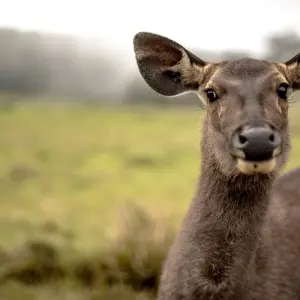 Explore Tour to Sri Lanka 20 Days/19 Nights for 20 days with Holiday Lanka Tours and discover unforgettable experiences - Photo 3