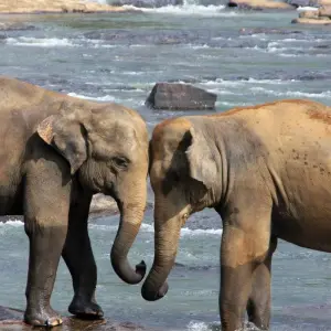 Explore Sri Lanka 3 Day Trip for 3 days with Holiday Lanka Tours and discover unforgettable experiences - Photo 6