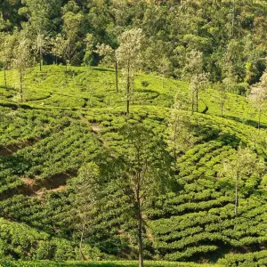 Explore 4 Days Tour Packages Sri Lanka for 4 days with Holiday Lanka Tours and discover unforgettable experiences - Photo 4