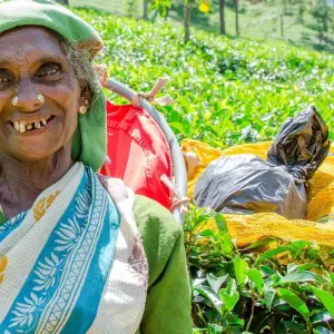 Explore Sri Lanka 3 Day Trip for 3 days with Holiday Lanka Tours and discover unforgettable experiences - Photo 7