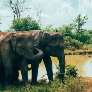 Explore Sri Lanka Itinerary 8 Days for 8 days with Holiday Lanka Tours and discover unforgettable experiences - Photo 5