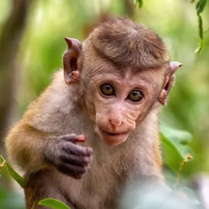 Explore 2 Weeks Sri Lanka Tour Itinerary for 14 days with Holiday Lanka Tours and discover unforgettable experiences - Photo 5