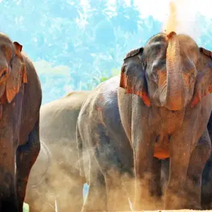 Explore 6 Day Sri Lanka Itinerary for 6 days with Holiday Lanka Tours and discover unforgettable experiences - Photo 7