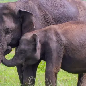 Explore Sri Lanka Itinerary 10 Days for 10 days with Holiday Lanka Tours and discover unforgettable experiences - Photo 6