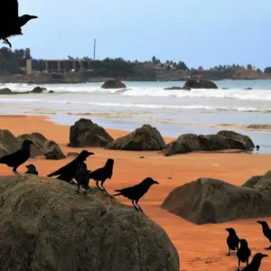 Explore Sri Lanka Itinerary 9 Days for 9 days with Holiday Lanka Tours and discover unforgettable experiences - Photo 2