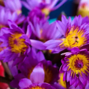 Explore Sri Lanka 11 Days/10 Nights Tour Itinerary for 11 days with Holiday Lanka Tours and discover unforgettable experiences - Photo 4