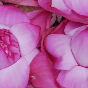 Explore Sri Lanka 7 Days Itinerary for 7 days with Holiday Lanka Tours and discover unforgettable experiences - Photo 3