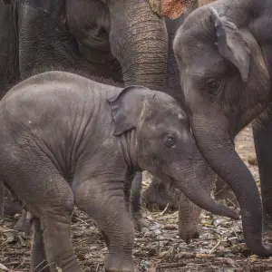 Explore Sri Lanka 11 Days/10 Nights Tour Itinerary for 11 days with Holiday Lanka Tours and discover unforgettable experiences - Photo 5