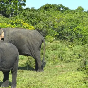 Explore Sri Lanka 14 Days Tour for 14 days with Holiday Lanka Tours and discover unforgettable experiences - Photo 5