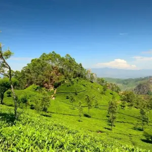 Explore Sri Lanka 11 Days/10 Nights Tour Itinerary for 11 days with Holiday Lanka Tours and discover unforgettable experiences - Photo 7