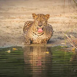 Explore Sri Lanka 4 Nights 5 Days Itinerary for 5 days with Holiday Lanka Tours and discover unforgettable experiences - Photo 4