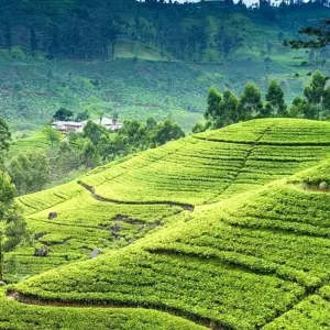 Explore 4 Days in Sri Lanka Itinerary for 4 days with Holiday Lanka Tours and discover unforgettable experiences - Photo 4