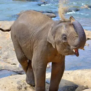 Explore Sri Lanka 8 Days Itinerary for 8 days with Holiday Lanka Tours and discover unforgettable experiences - Photo 7