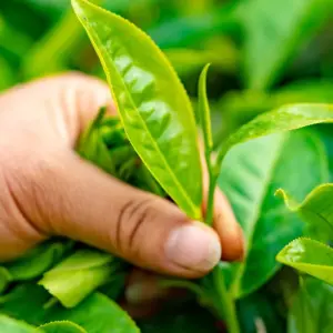 Explore Sri Lanka 8 Days Itinerary for 8 days with Holiday Lanka Tours and discover unforgettable experiences - Photo 8