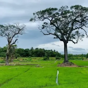 Explore Sri Lanka 4 Days Itinerary for 4 days with Holiday Lanka Tours and discover unforgettable experiences - Photo 9