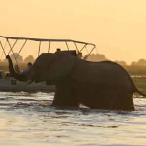 Explore Discover Safari Chobe & Victoria Falls 4 Days & 4 Nights for 4 days with HoneyBadger Travel & Tours and discover unforgettable experiences - Photo 3