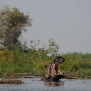 Explore Discover Safari Chobe & Victoria Falls 4 Days & 4 Nights for 4 days with HoneyBadger Travel & Tours and discover unforgettable experiences - Photo 5