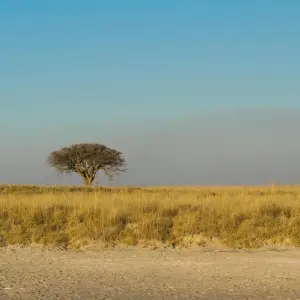 Explore Botswana Grandeur Explorer Tour: Okavango Delta, Chobe National Park, Victoria Falls for 7 days with HoneyBadger Travel & Tours and discover unforgettable experiences - Photo 3