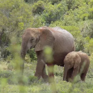 Explore 9 day Cape Coastal & Garden Route Combo for 9 days with Hotspots2c and discover unforgettable experiences - Photo 3