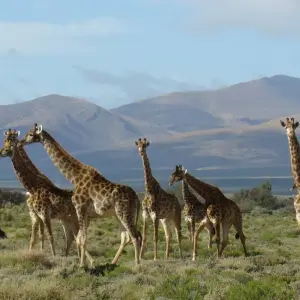 Explore 2 day South African Wildlife Safari Highlights Tour from Cape Town for 2 days with Hotspots2c and discover unforgettable experiences - Photo 2