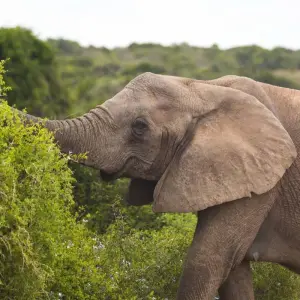 Explore 5 day Best of South Africa Highlights: Garden Route with Addo National Park for 5 days with Hotspots2c and discover unforgettable experiences - Photo 2