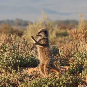 Explore 2 day South African Wildlife Safari Highlights Tour from Cape Town for 2 days with Hotspots2c and discover unforgettable experiences - Photo 3