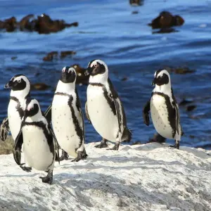 Explore 2 day Wow Cape Escape for 2 days with Hotspots2c and discover unforgettable experiences - Photo 6