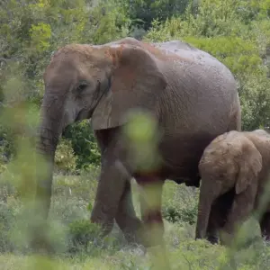 Explore 5 day Best of South Africa Highlights: Garden Route with Addo National Park for 5 days with Hotspots2c and discover unforgettable experiences - Photo 4