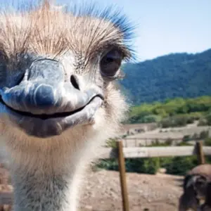 Explore 3 day Garden Route + Safari Highlights Tour from Cape Town for 3 days with Hotspots2c and discover unforgettable experiences - Photo 5