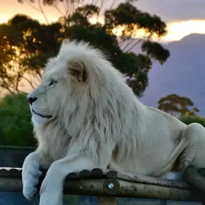 Explore 2 day Wow Cape Escape for 2 days with Hotspots2c and discover unforgettable experiences - Photo 9