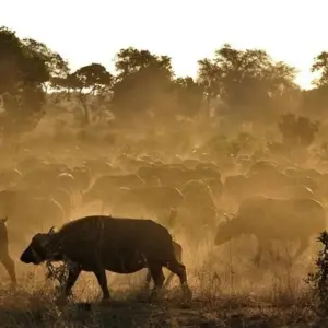 Explore 3 day Kruger Safari Bush Escape for 3 days with Hotspots2c and discover unforgettable experiences - Photo 5