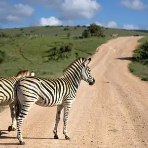 Explore 7 day Garden Route, Cape Point and Winelands Combo for 7 days with Hotspots2c and discover unforgettable experiences - Photo 6