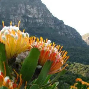 Explore 9 day Cape Coastal & Garden Route Combo for 9 days with Hotspots2c and discover unforgettable experiences - Photo 10
