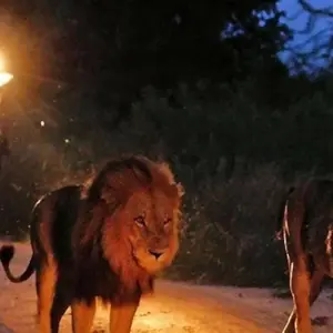 Explore 3 day Kruger Safari Bush Escape for 3 days with Hotspots2c and discover unforgettable experiences - Photo 8