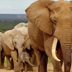 Explore 7 day Garden Route, Cape Point and Winelands Combo for 7 days with Hotspots2c and discover unforgettable experiences - Photo 10