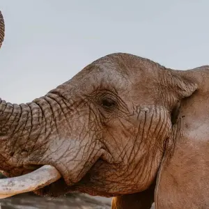 Explore 2 day South African Wildlife Safari Highlights Tour from Cape Town for 2 days with Hotspots2c and discover unforgettable experiences - Photo 11