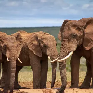 Explore 5 day Best of South Africa Highlights: Garden Route with Addo National Park for 5 days with Hotspots2c and discover unforgettable experiences - Photo 11