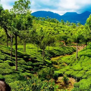 Explore Best of Kerala for 8 days with Holidays At and discover unforgettable experiences - Photo 2