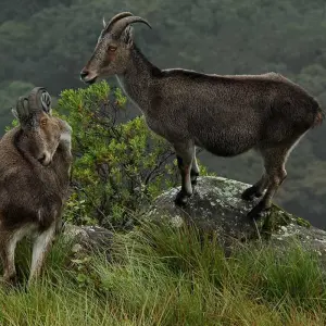 Explore Best of Kerala for 8 days with Holidays At and discover unforgettable experiences - Photo 3