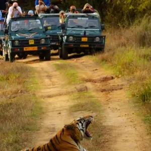 Explore India Tiger Photography Tour for 12 days with Holidays At and discover unforgettable experiences - Photo 3