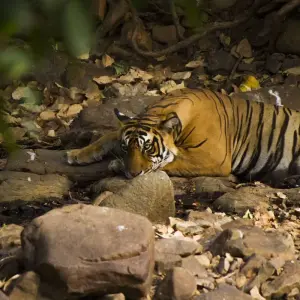 Explore India Tiger Photography Tour for 12 days with Holidays At and discover unforgettable experiences - Photo 7