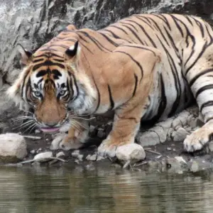 Explore India Tiger Photography Tour for 12 days with Holidays At and discover unforgettable experiences - Photo 8